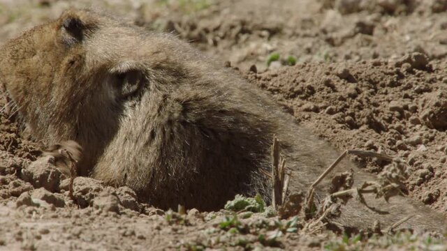 African mole rat in den, Ethiopia