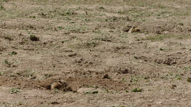 African mole rats in nature, Ethiopia