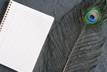 Decorative peacock feather and notebook with clean pages on concrete background. Journal, daily...