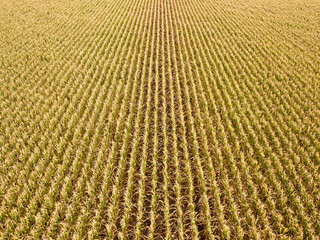 Aerial drone view. Ukrainian ripe cornfield on a sunny day.