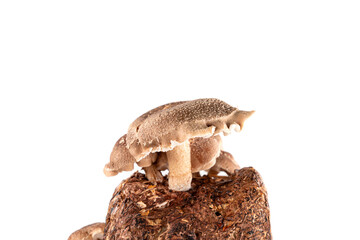 Shiitake mushroom isolated on white background.  It is considered a medicinal mushroom in some forms of traditional medicine