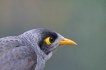close up of a bird - Noisy minor