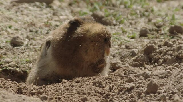 African mole rat in den, Ethiopia