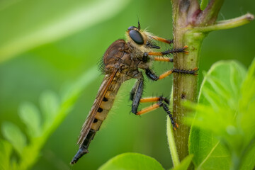 A profile view of a Red-footed Cannibalfly (Promachus rufipes) resting on a stem. Raleigh, North Carolina.