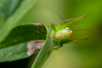 A fun front view of a slender meadow katydid (Conocephalus fasciatus), with the appearance of...