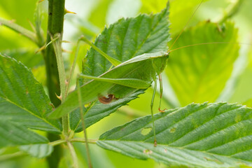 Fototapeta premium Fork-tailed bush katydid (Scudderia furcata). Raleigh North Carolina.