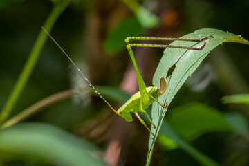 Juvenile Fork-tailed bush katydid (Scudderia furcata). Raleigh North Carolina.