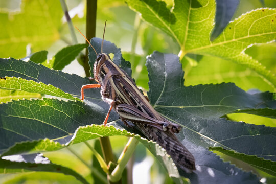 An American Bird Grasshopper (Schistocerca americana) rests on a leaf. Raleigh, North Carolina.