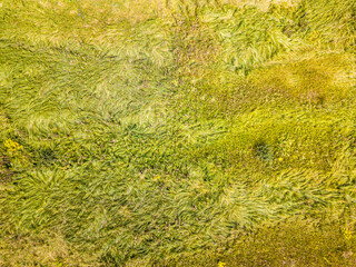 Aerial drone top view. Tall grass in a green meadow.