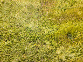 Aerial drone top view. Tall grass in a green meadow.