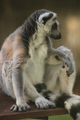 Ring-tailed lemur