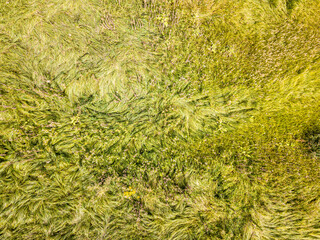 Aerial drone top view. Tall grass in a green meadow.