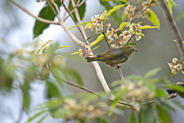 Silver eye - bird on a flowering tree