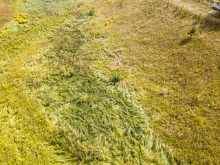 Aerial drone top view. Tall grass in a green meadow.