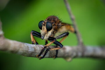 Close up of a Red-footed Cannibalfly (Promachus rufipes) perches on a stick. Raleigh, North Carolina.