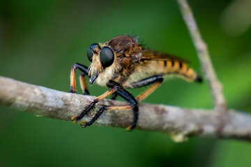 A Red-footed Cannibalfly (Promachus rufipes) rests on a stick. Raleigh, North Carolina.