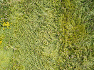 Aerial drone top view. Tall grass in a green meadow.