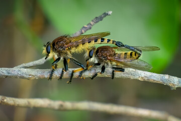 A pair of Red-footed Cannibalflies (Promachus rufipes) procreating on a stick. Raleigh, North Carolina.