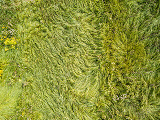 Aerial drone top view. Tall grass in a green meadow.