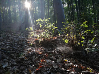 morning in the forest