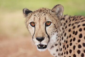 Cheetah