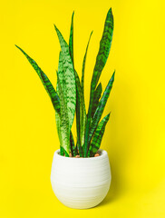 Home green flower in a white pot isolated on a yellow background