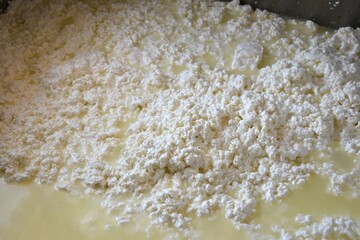 Chopped milk curd to prepare cheese.