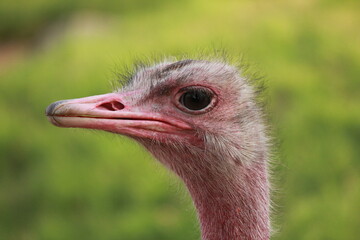 ostrich
