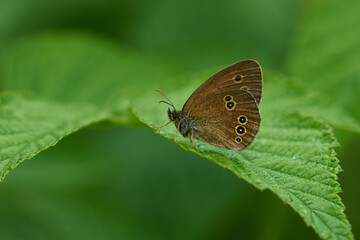 Brauner Waldvogel (Aphantopus hyperantus)	
