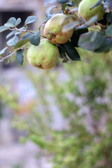 Ripe quinces on the tree. Selective focus.