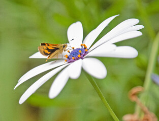 butterfly on a white flower
