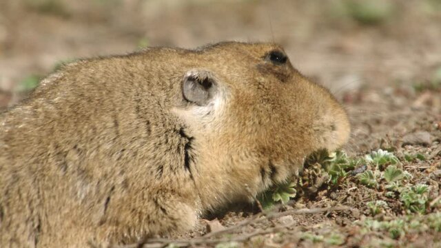 African mole rat feeding, Ethiopia
