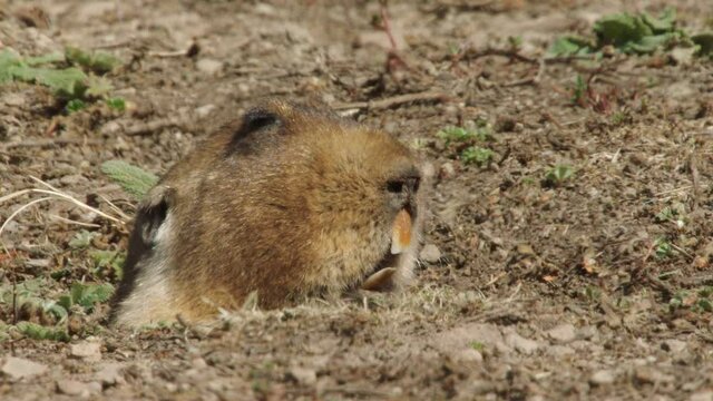 African mole rat in den, Ethiopia