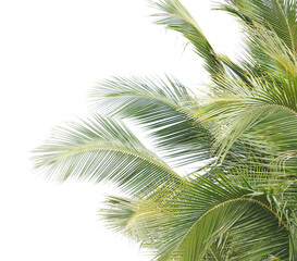 Fototapeta premium palm tree isolated on white background