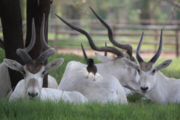 Addax