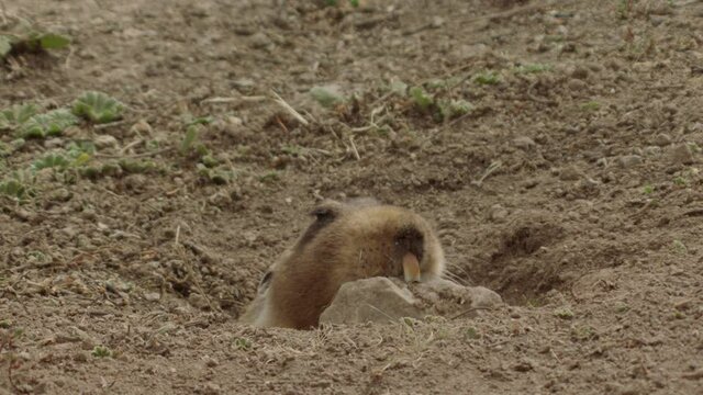 Big-headed African mole rat throwing rock out of its hole, Ethiopia