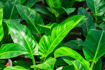 Closeup of tropical and beautiful shiny fresh green leaves in the garden for nature and background