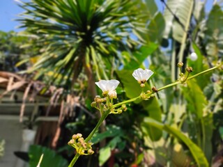 Tropical white flower with green park background