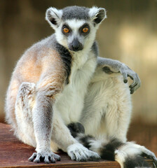 Ring-tailed lemur