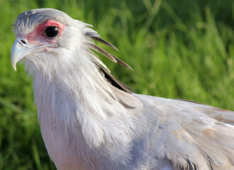 Secretarybird