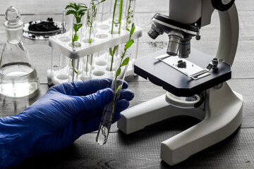 Scientist doing research with plants and microscope in laboratory