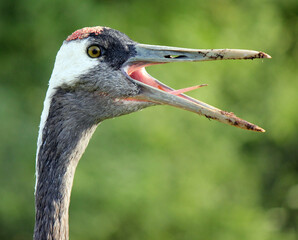 Red-crowned crane