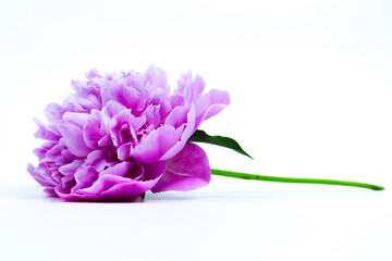 Beautiful pink peony flower isolated on white background. Lush peony