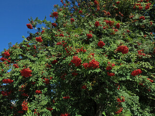 Rowan tree with dense crown of the large bunches of red berries and green leaves. Autumn time                