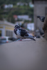 pigeon in the city