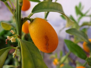 Fruit exotique kumquat sur une branche.