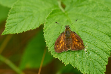 Rostfarbiger Dickkopffalter (Ochlodes sylvanus)	