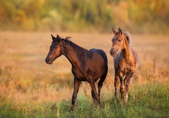 Colts  portrait  run at sunset light in meadow