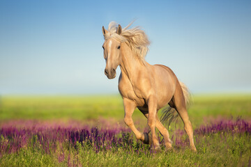 Cremello horse with long mane free run in flowers meadow - obrazy, fototapety, plakaty
