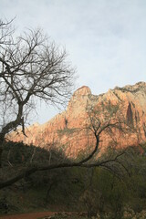 アメリカの早春のザイオンナショナルパーク